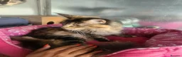 Maine Coon gatti in vendita: Maine coon  - Annuncio 14