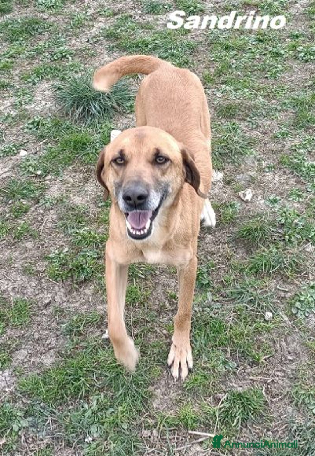 Meticcio cani in regalo: SANDRINO 5anni dolce simpaticone! - Annuncio 6