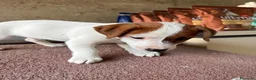 Jack Russell cani in vendita: Cucciolo Maschio Jack Russell terrier pelo liscio a Provincia di Pavia - Annuncio 9