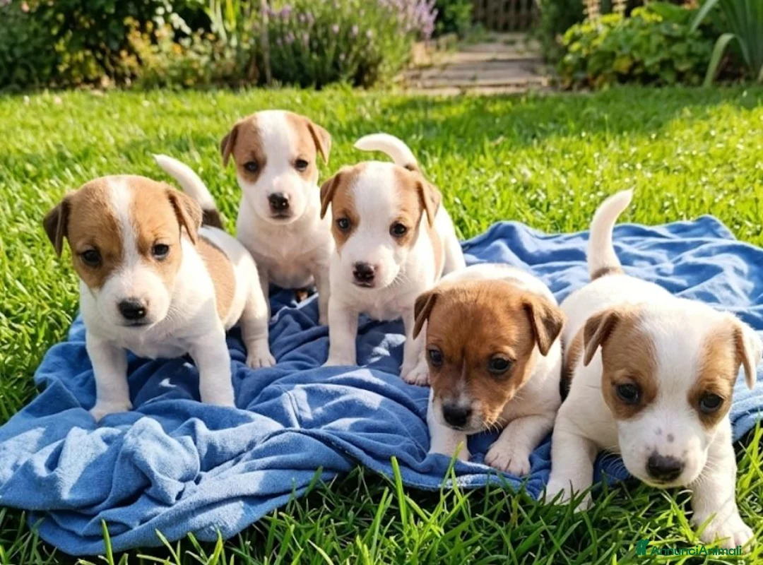 Jack Russell cani in vendita: Cuccioli jack Russell  - Annuncio 2