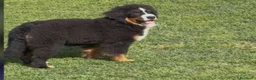 Bovaro del Bernese cani in vendita: Bovaro del Bernese femmina - Annuncio 1
