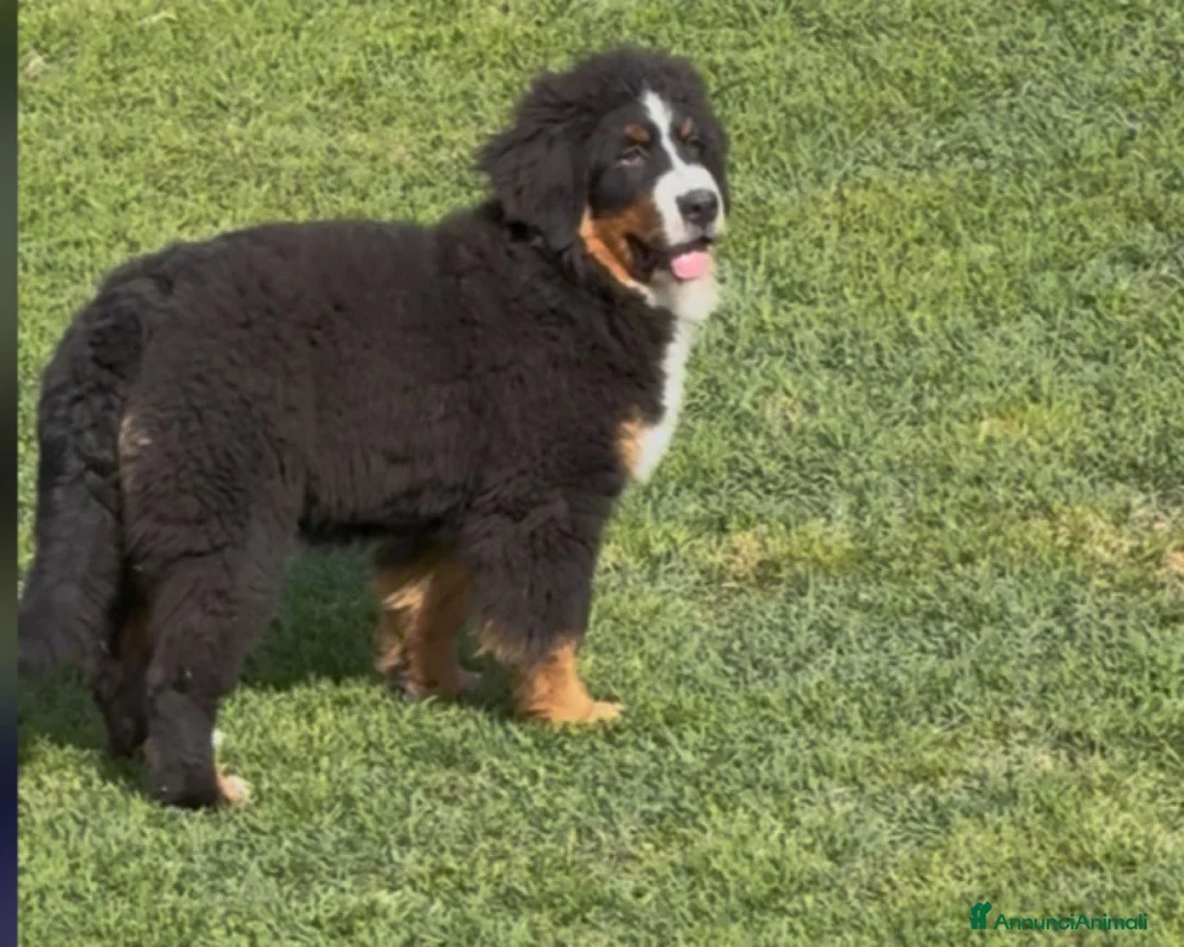 Bovaro del Bernese cani in vendita: Bovaro del Bernese femmina - Annuncio 1