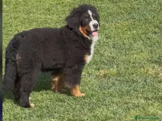 Bovaro del Bernese cani in vendita: Bovaro del Bernese femmina - Annuncio 2