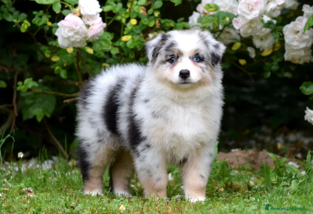 Immagine della galleria {{count}}