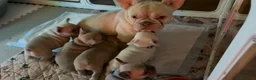 Bulldog Francese cani in vendita: CUCCIOLI DI  BULLDOG FRANCESE total clear a Città metropolitana di Roma Capitale - Annuncio 5