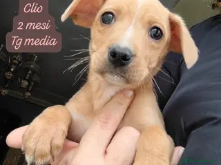 Meticcio cani Tanti bellissimi cuccioli da salvare - Annuncio 2