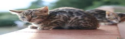 Bengala gatti in vendita: Cuccioli Bengala a Provincia di Cosenza - Annuncio 11