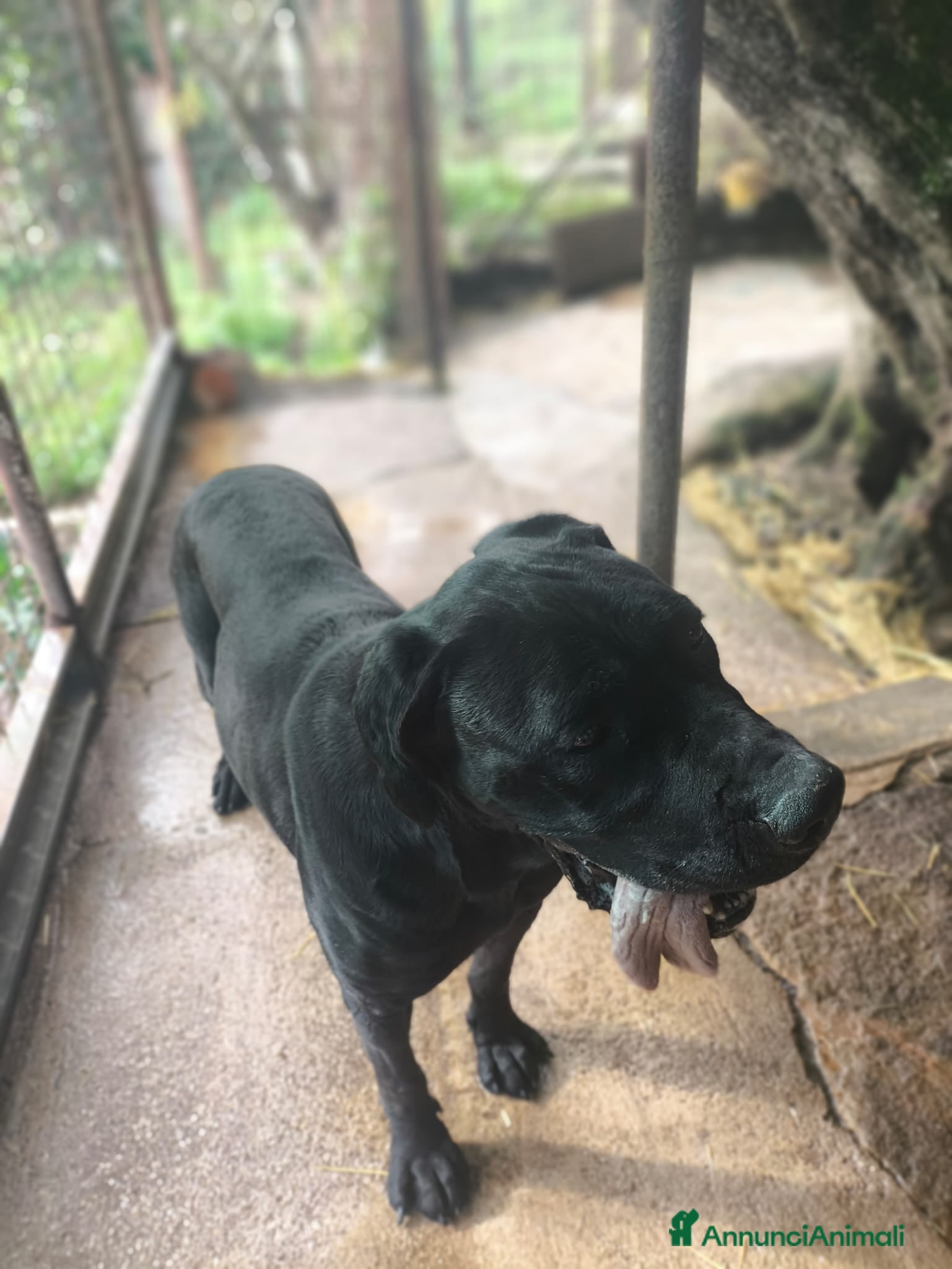 Meticcio cani in regalo: Molosso femmina 9 anni - Annuncio 2
