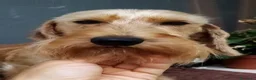 Bassotto cani in vendita: Bassotto pelo duro nano colore foglia secca  - Annuncio 8