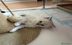 Ragdoll gatti in vendita: Cuccioli ragdoll disponibili  a Provincia di Como - Immagine 7