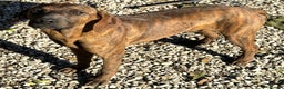 Segugio Maremmano cani in regalo: Sansone 6 mesi taglia media  - Annuncio 1
