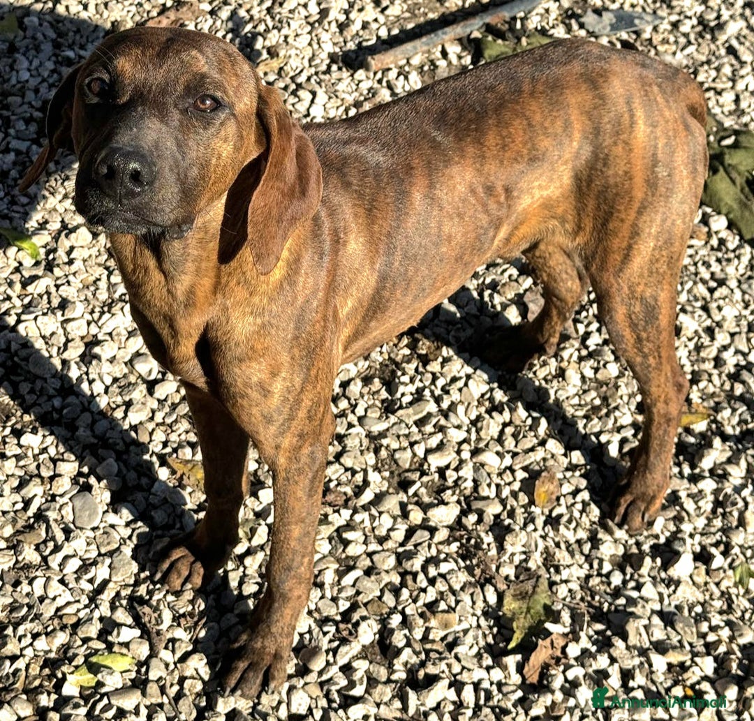 Segugio Maremmano cani in regalo: Sansone 6 mesi taglia media  - Annuncio 1
