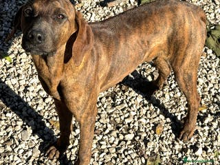 Segugio Maremmano cani Sansone 6 mesi taglia media - Annuncio 29