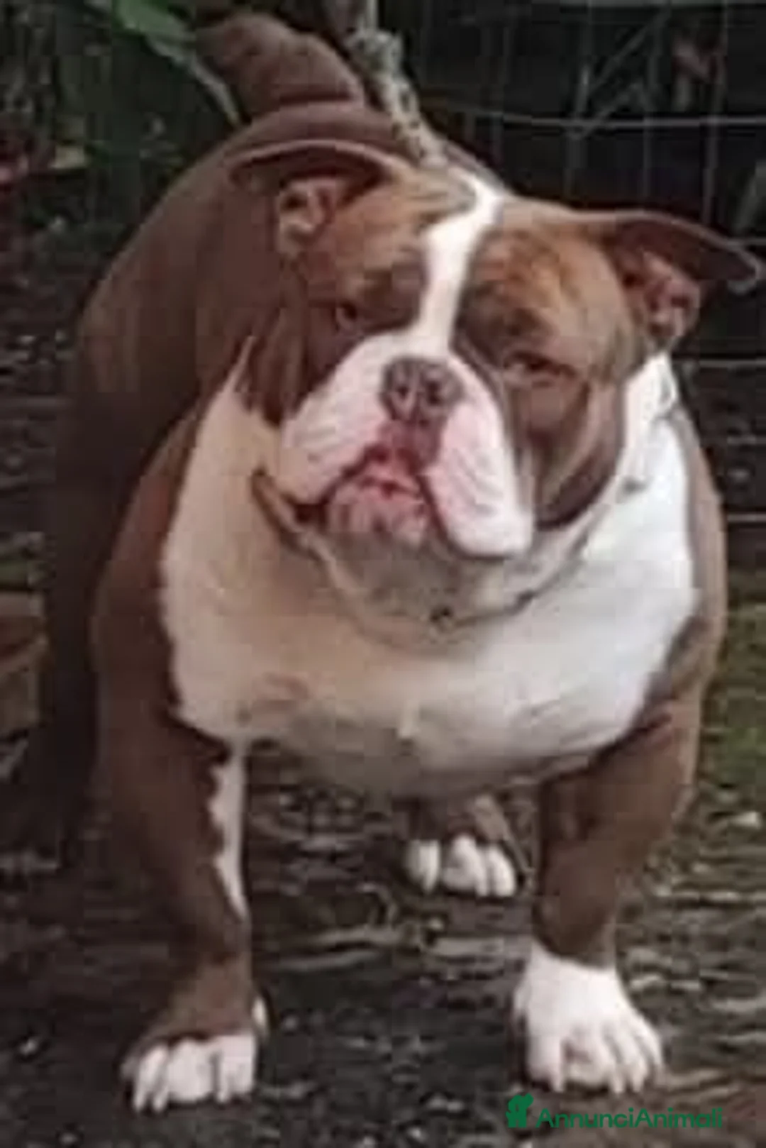 American Bully cani in regalo: Regalo a Città metropolitana di Roma Capitale - Annuncio 1