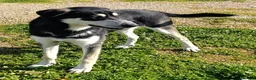 Meticcio cani in regalo: Kevin semplicemente meraviglioso - Annuncio 13