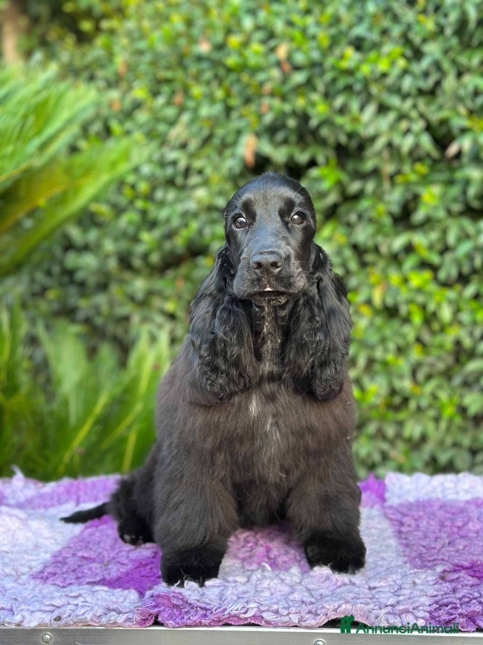 Cocker cani Cocker spaniel inglese  - Annuncio 2