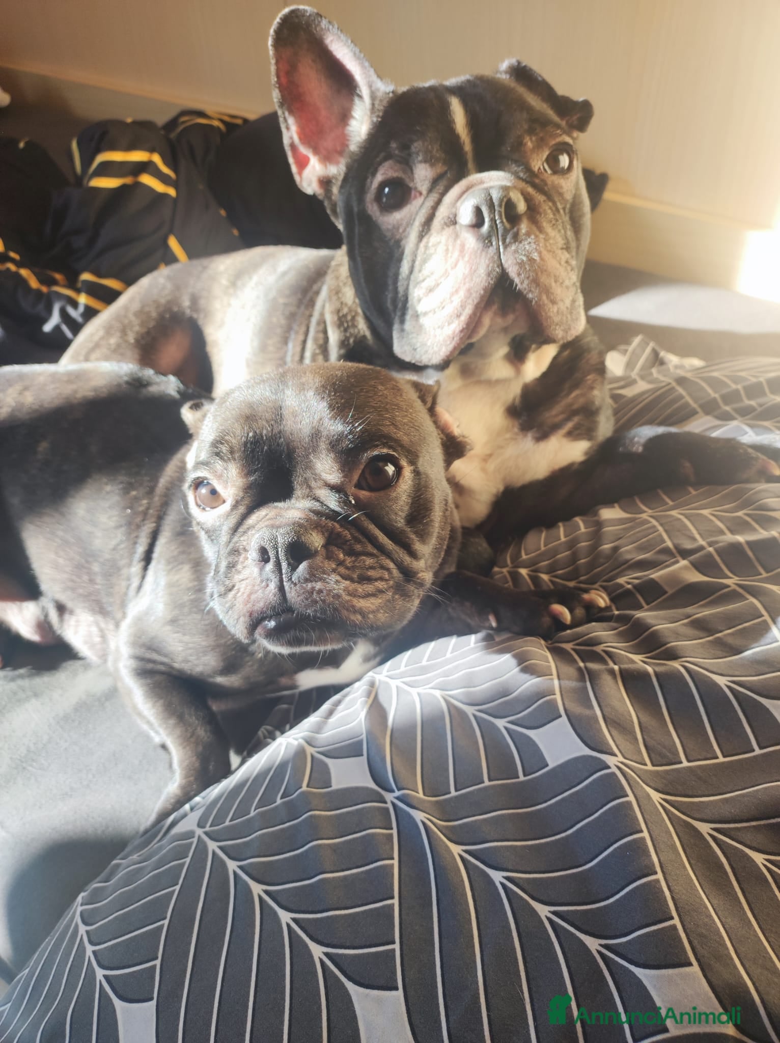 Bulldog Francese cani Cuccioli di bulldog francese  - Annuncio 11