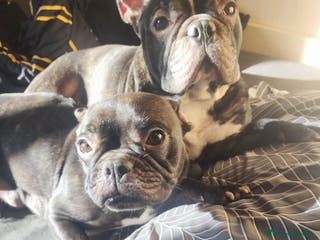 Bulldog Francese cani Cuccioli di bulldog francese - Annuncio 14