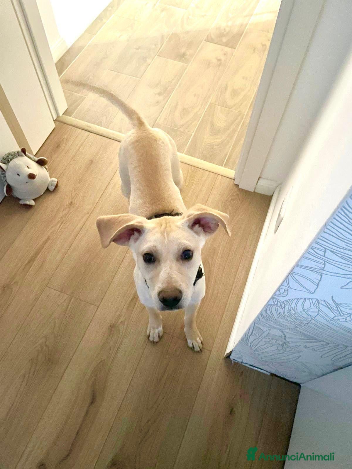 Meticcio cani in regalo: Milo  - Annuncio 6