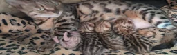Bengala gatti in vendita: Bengala cuccioli con pedegree a Provincia di Varese - Annuncio 7