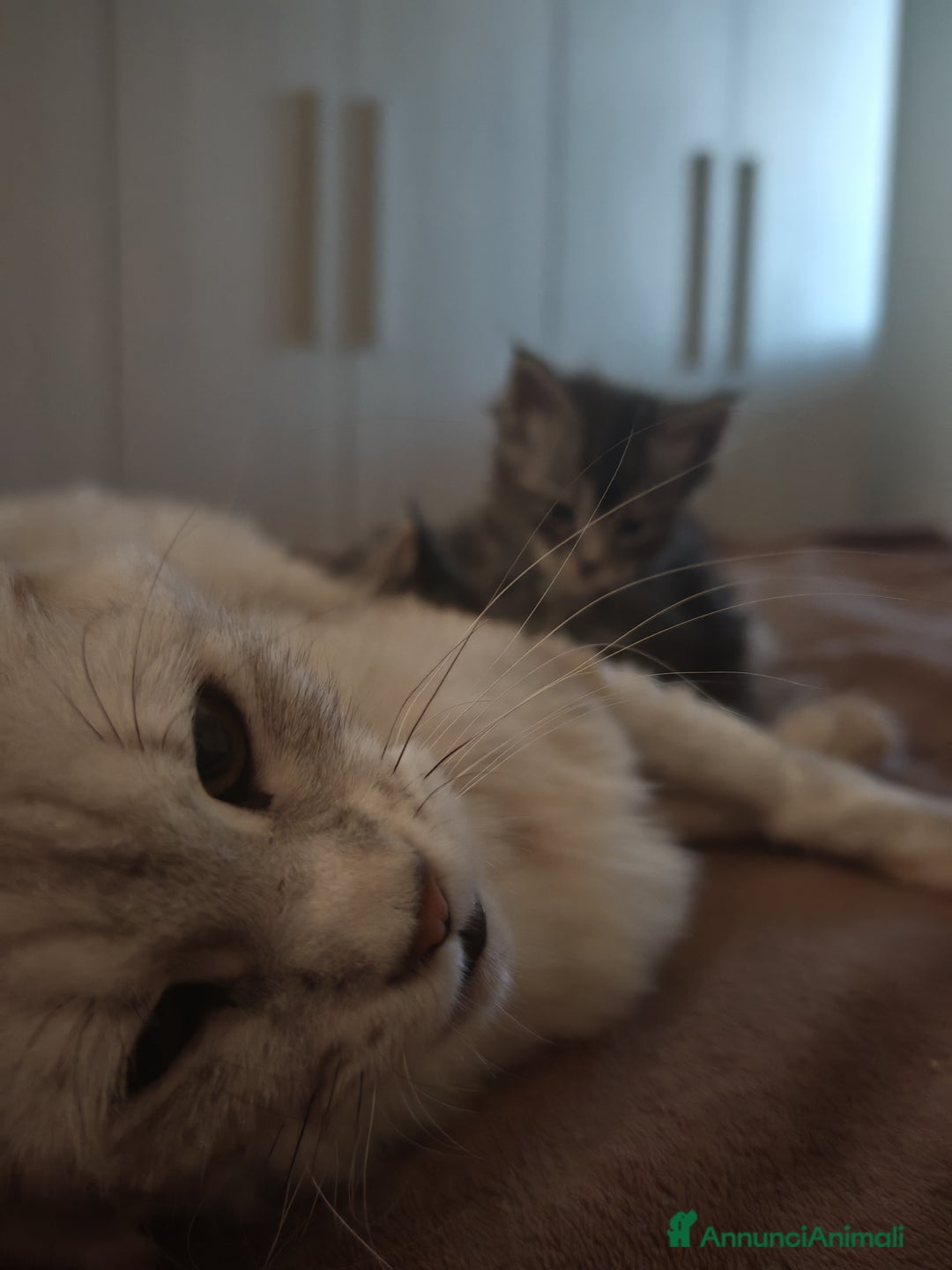 Maine Coon gatti in vendita: Cucciola di Maine coon con pedigree - Annuncio 2