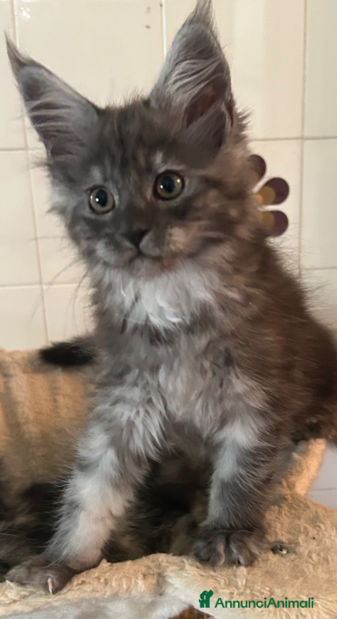 Maine Coon gatti Maine Coon - Annuncio 5