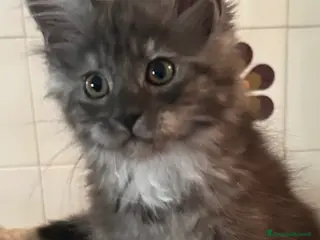 Maine Coon gatti Maine Coon - Annuncio 34