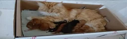 Maine Coon gatti in vendita: Cuccioli di Maine Coon  - Annuncio 4