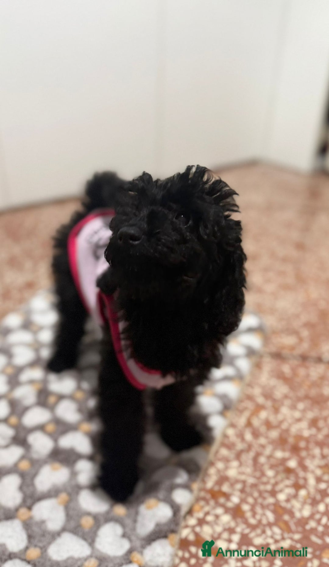 Barboncino cani in vendita: cucciola barboncino femminuccia  - Annuncio 3