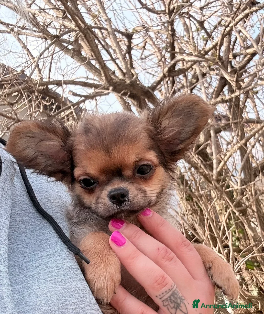 Chihuahua cani in vendita: Cucciolo di chihuahua  - Annuncio 4