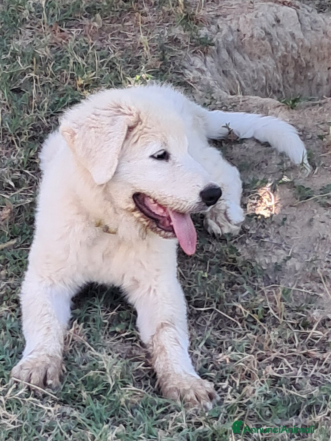 Pastore Maremmano cani in vendita: cuccioli e cuccioloni di pastore Maremmano Abruz. - Annuncio 18