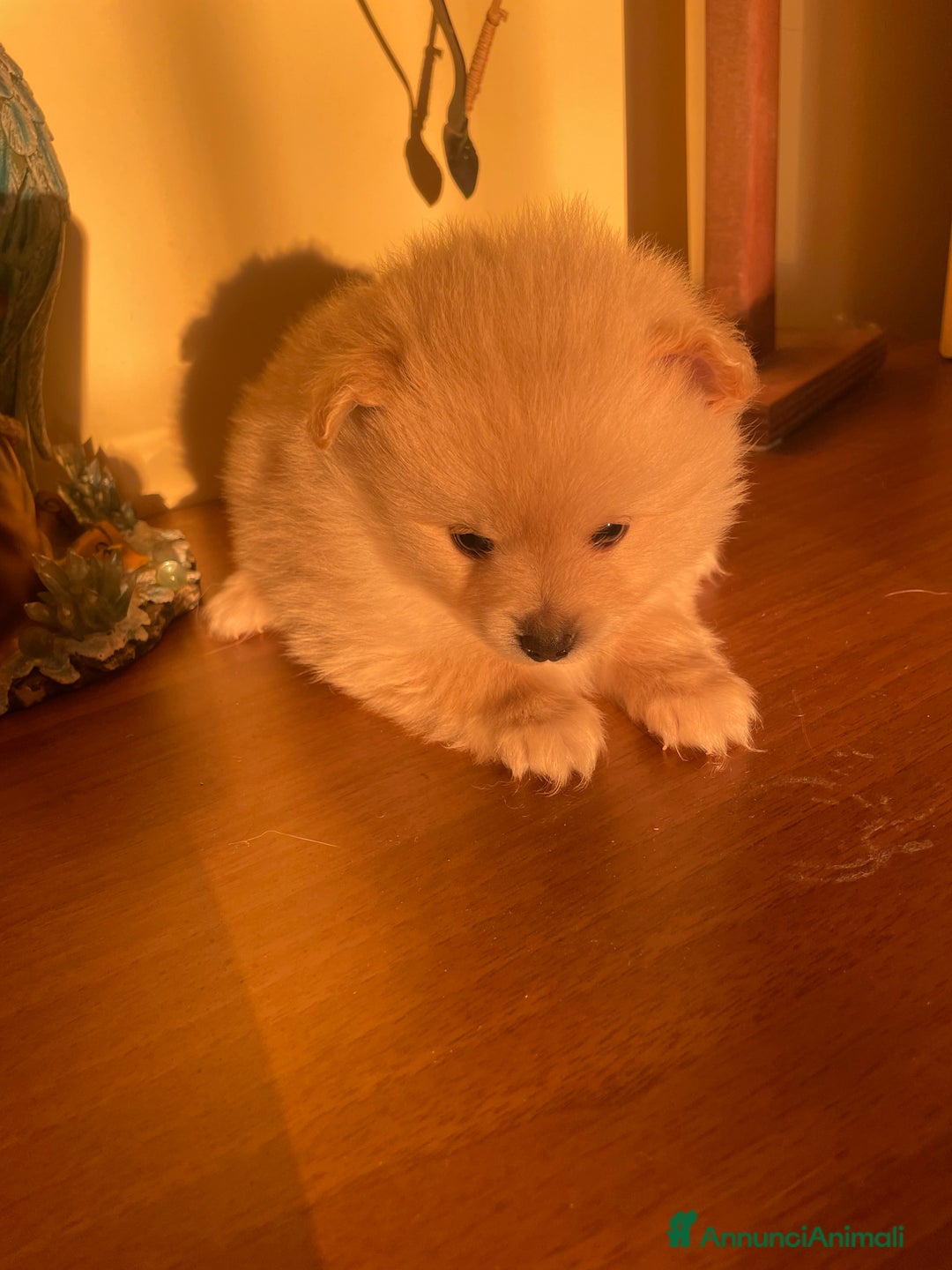 Volpino Pomerania cani in vendita: Volpino Pomerania  - Annuncio 5