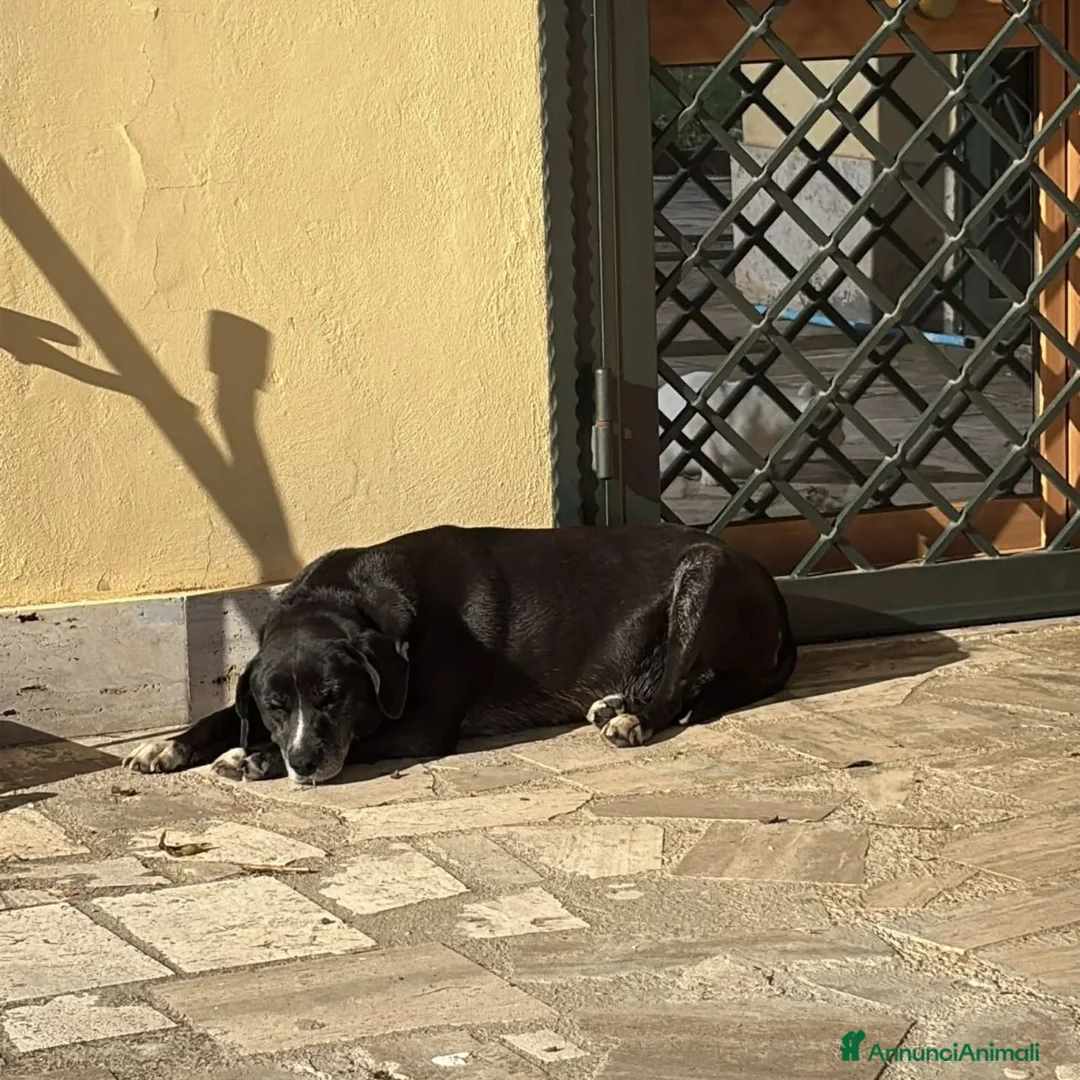 Meticcio cani in regalo: OMBRA dolce e tranquilla in adozione  mix labrador - Annuncio 2