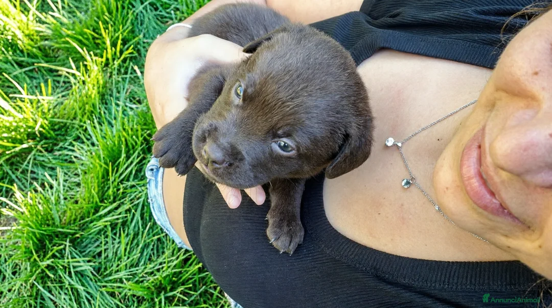 Labrador cani in vendita: Cuccioli di Labrador con Pedigree a Provincia di Varese - Annuncio 2