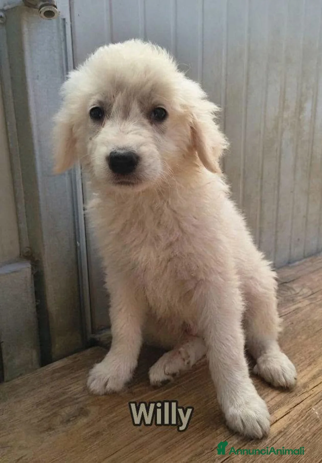 Pastore Abbruzzese Maremmano cani in regalo: GEORGIA JENNA  - Annuncio 2