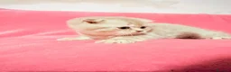 Scottish gatti in vendita: Gattina Scottish Fold - Annuncio 3