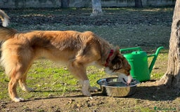 Border Collie cani in regalo: Evi cerca casa - Immagine 2