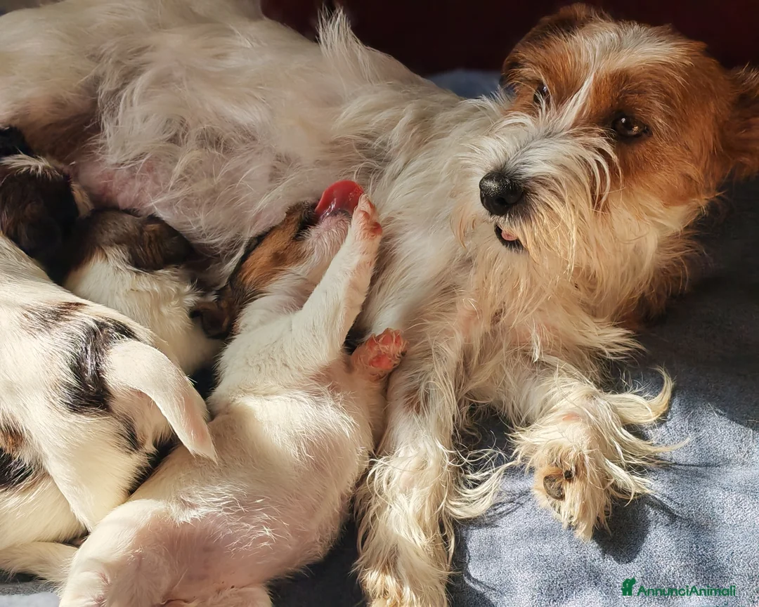 Jack Russell cani in vendita: Jack Russell  - Annuncio 7