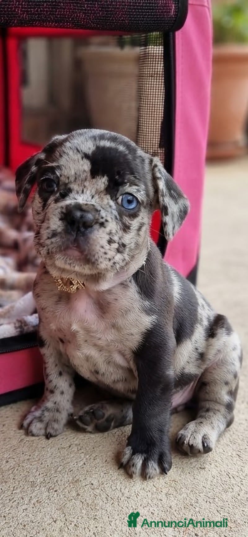Bulldog Francese cani in vendita: Cucciola di bulldog francese  - Annuncio 2