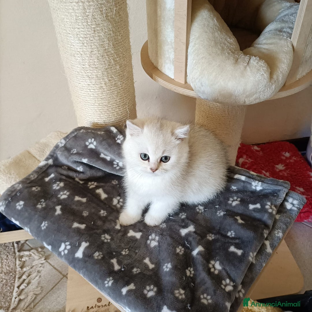 British gatti in vendita: Mirtilla cerca a casa  - Annuncio 4