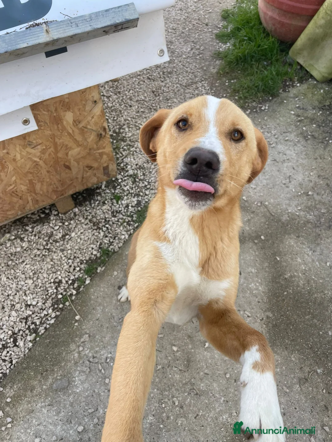 Meticcio cani in regalo: IL TENERO OLIVER a Provincia di Forlì-Cesena - Annuncio 2