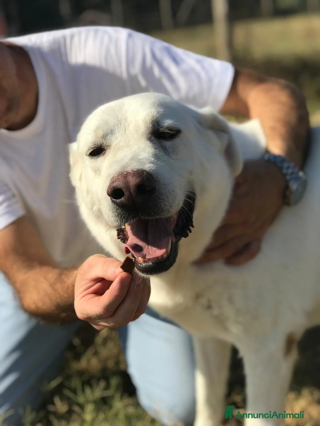 Meticcio cani in regalo: Help per COMMODO derivato labrador  a Provincia di Latina - Annuncio 3