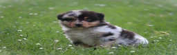 Australian Shepherd cani in vendita: Cucciolini di Australian Shepherd- Cucciolata Enya - Annuncio 7