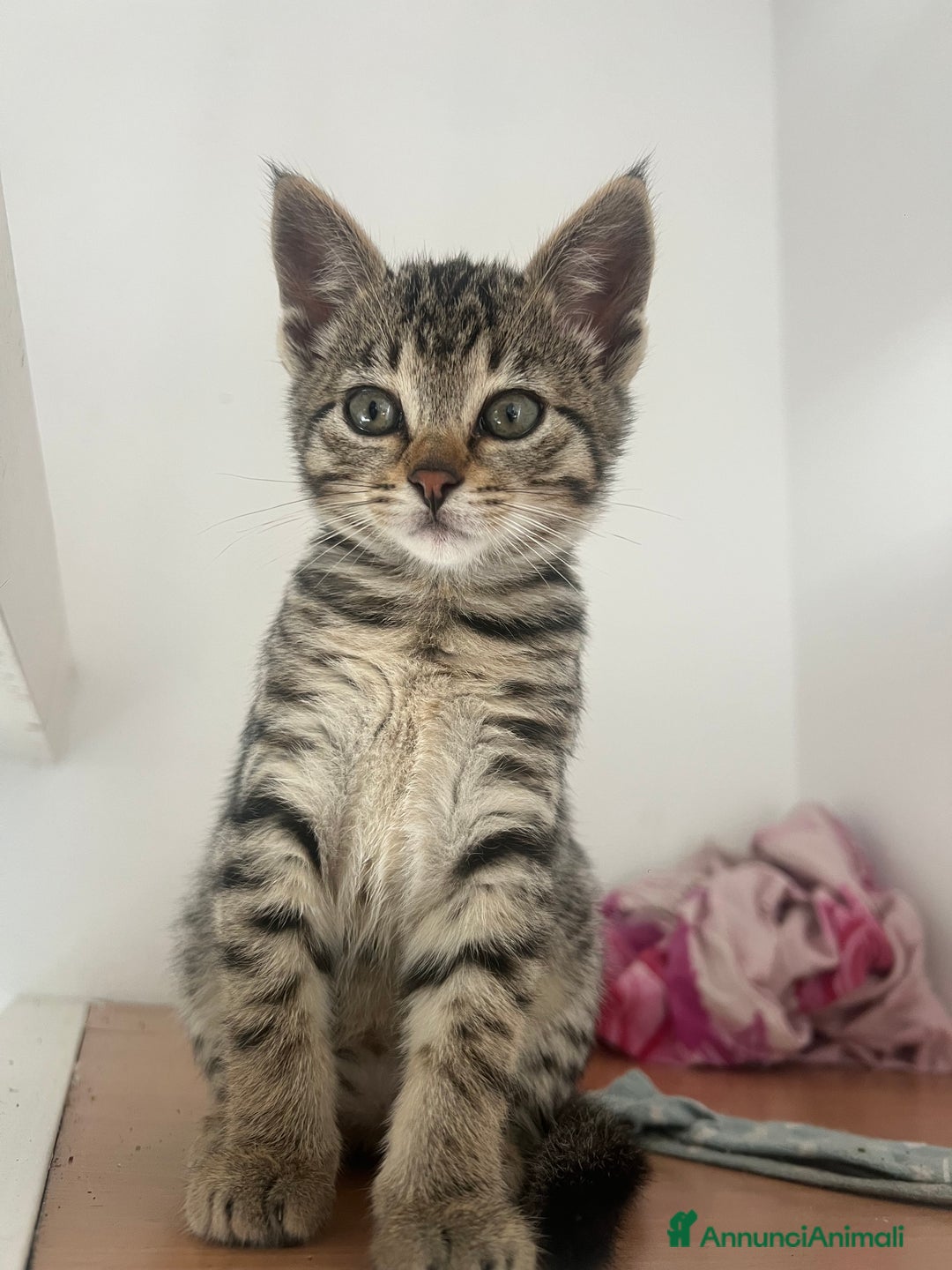 Savannah gatti in vendita: Cucciola di Savannah F5 - Annuncio 6