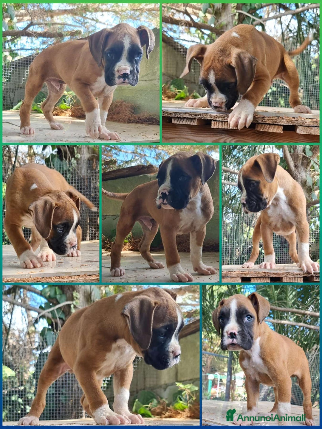 Immagine della galleria {{count}}