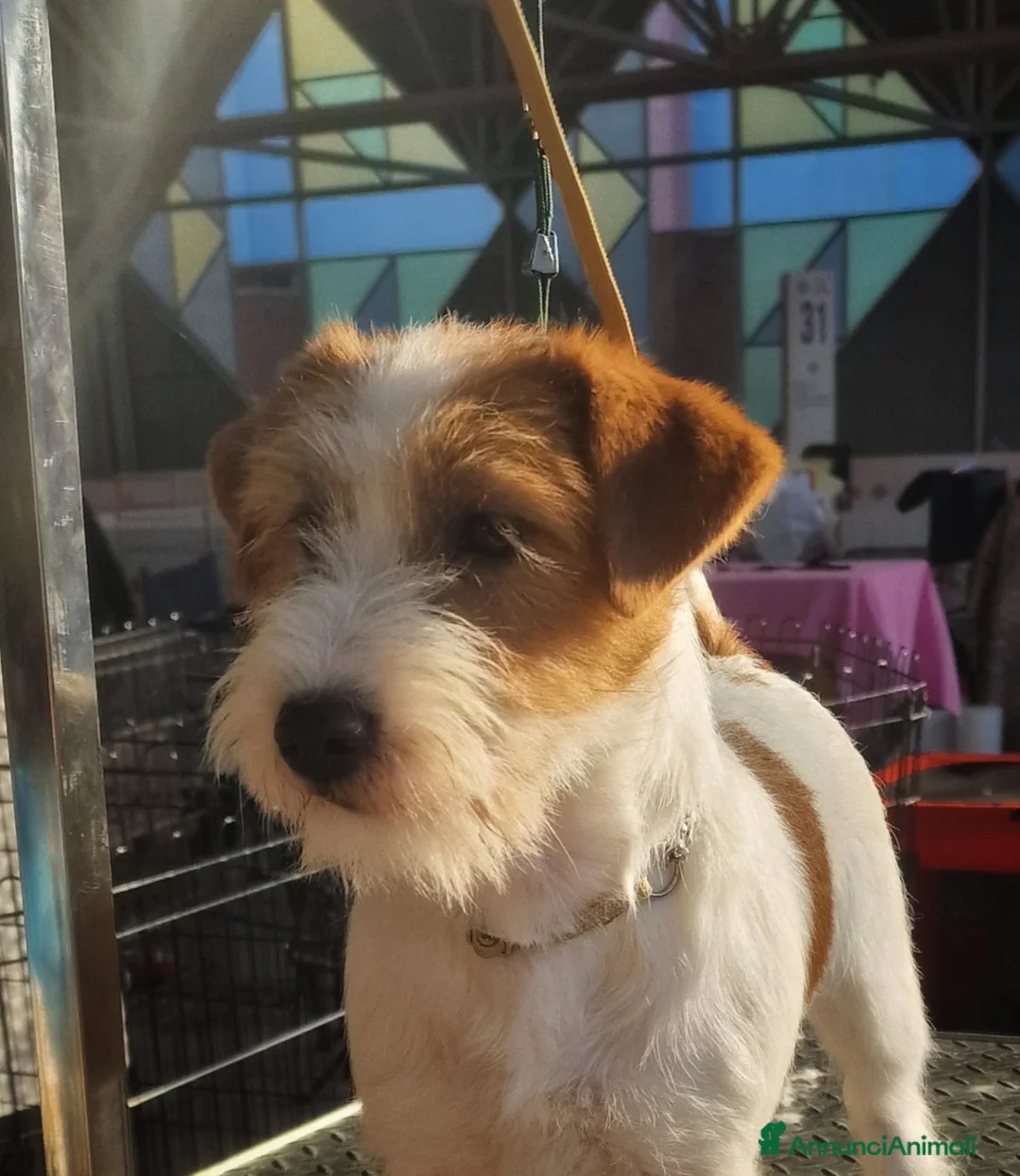 Immagine della galleria {{count}}