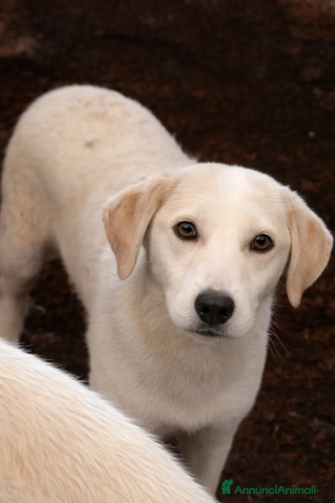 Meticcio cani in regalo: Cucciolo simil labrador  - Annuncio 1
