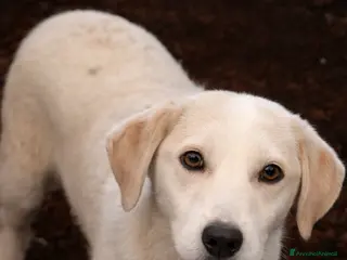 Meticcio cani Cucciolo simil labrador - Annuncio 1