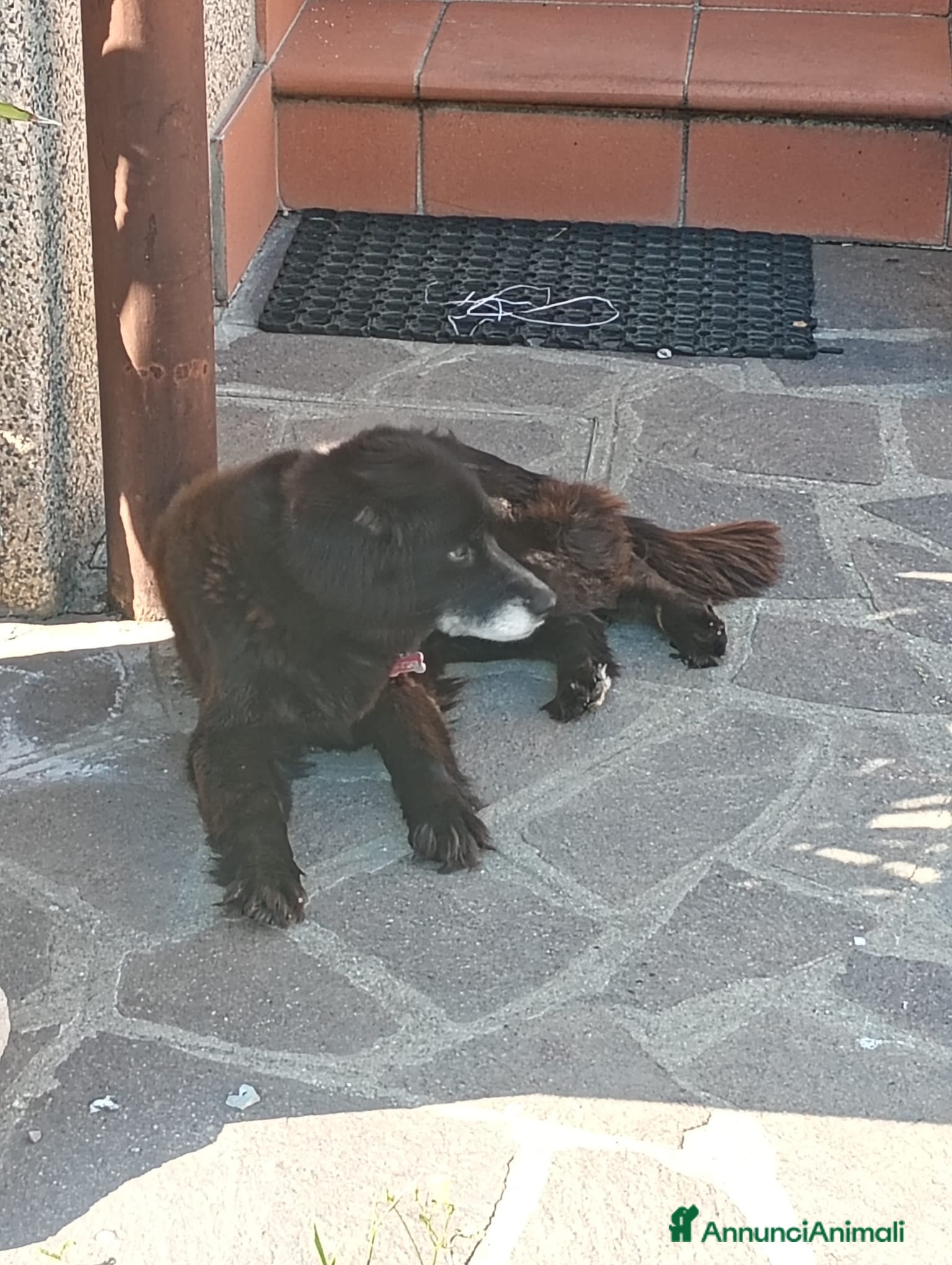 Meticcio cani CAGNOLINI E CUCCIOLI - Annuncio 5