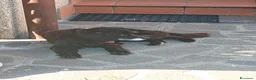 Meticcio cani in regalo: CAGNOLINI E CUCCIOLI - Annuncio 1
